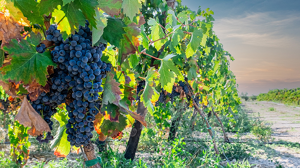 Spirito Italiano Podere 29 uva troia gelso marrano