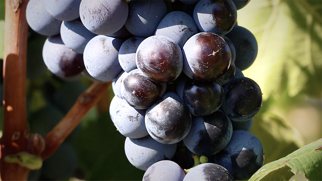 Spirito Italiano Podere 29 uva troia gelso marrano