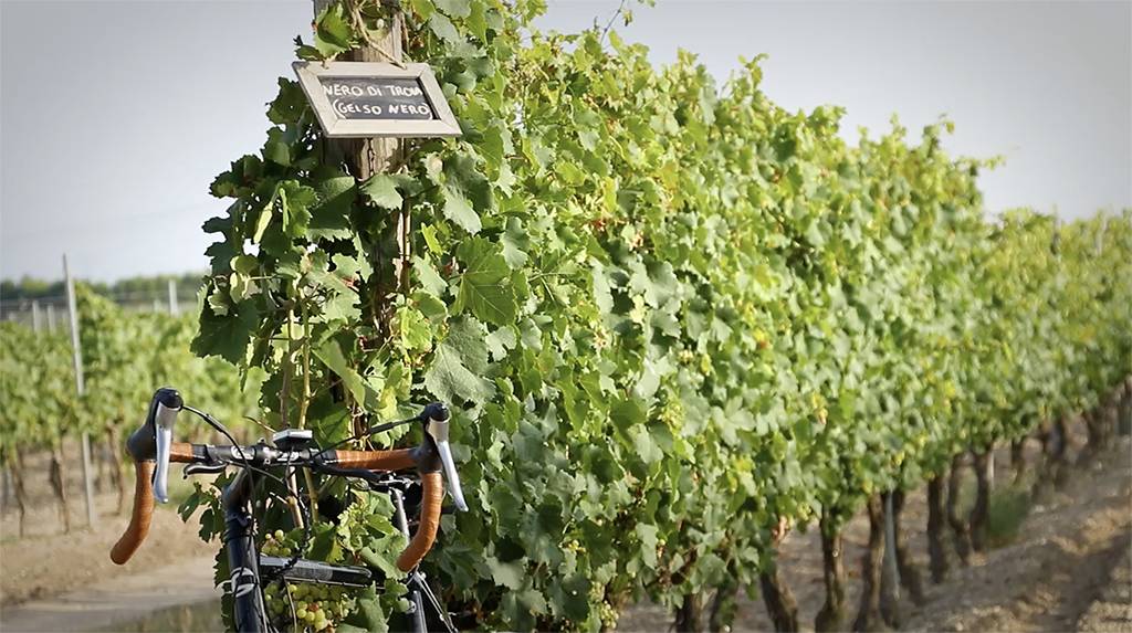 Spirito Italiano Podere 29 uva troia gelso marrano