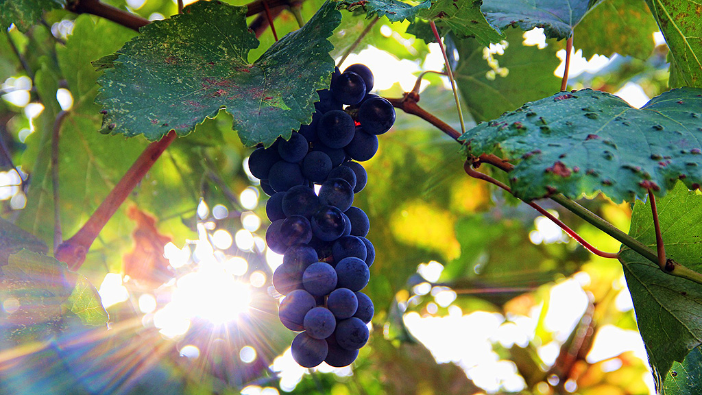 Spirito Italiano beca eucancer vino