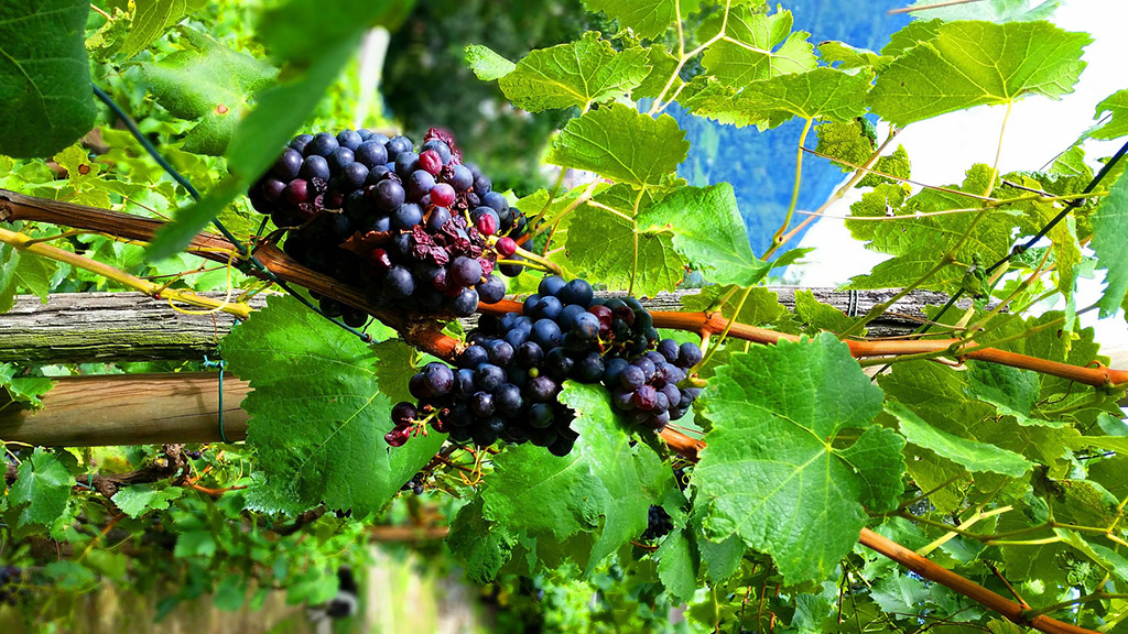 Spirito Italiano pinot nero più buoni Giornate alto adige