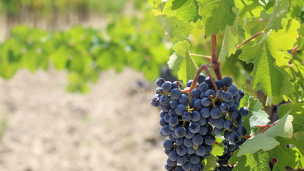 Spirito Italiano chianti disciplinare sangiovese vinci Spirito Italiano chianti disciplinare sangiovese vinci