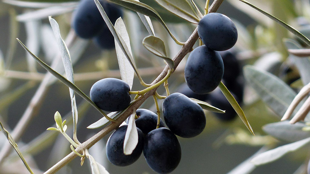 Spirito Italiano giornata cultura olio vino ais 2022
