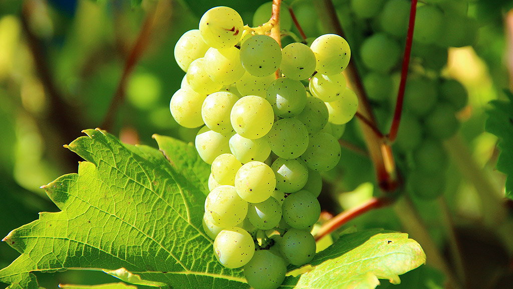 Spirito Italiano agricoltura biodinamico bio mipaaf