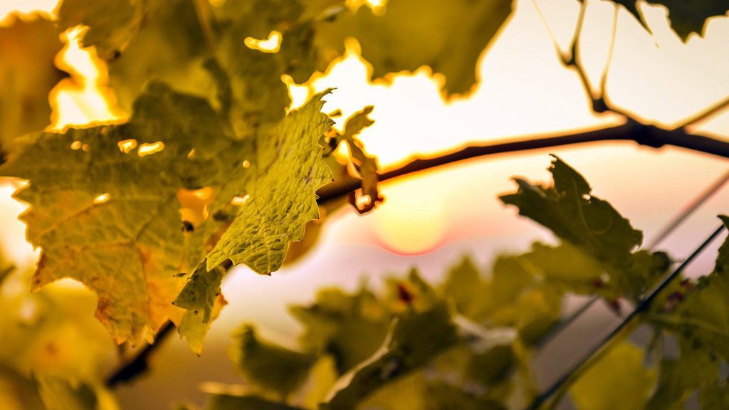 Spirito Italiano riforma IG indicazione geografica Spirito Italiano riforma IG indicazione geografica