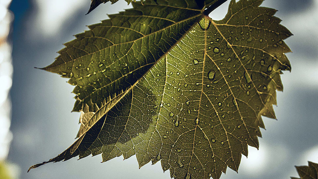 Spirito Italiano riforma IG indicazione geografica Spirito Italiano riforma IG indicazione geografica