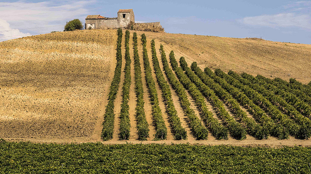 Spirito Italiano sicilia doc sostenibilità