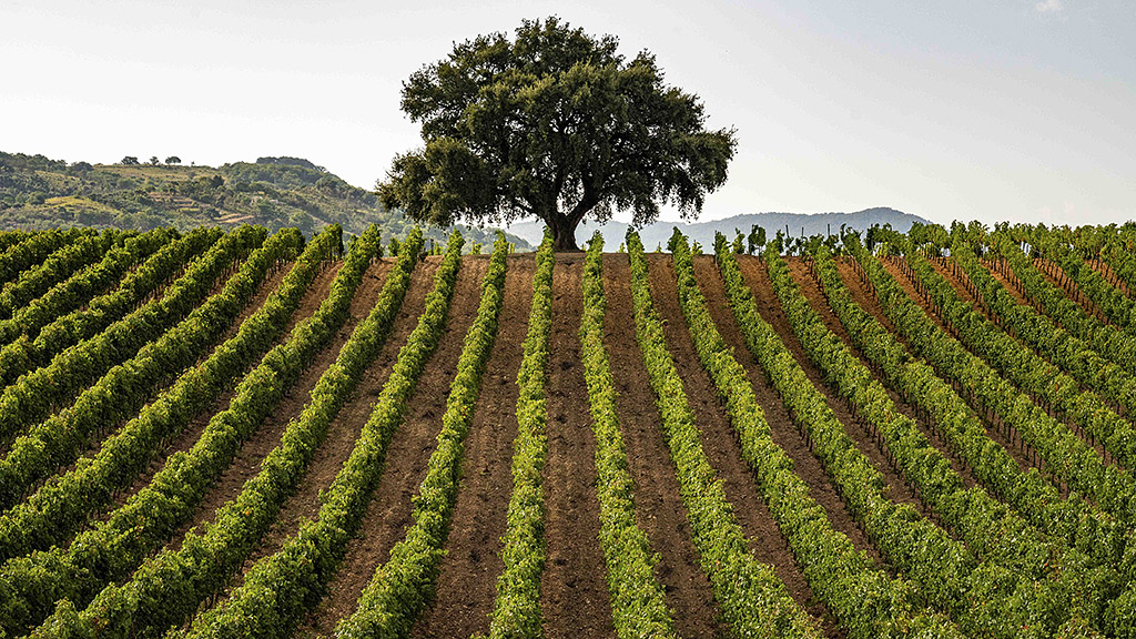 Spirito Italiano sicilia doc sostenibilità