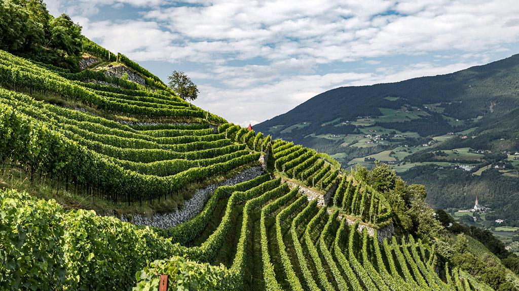 Spirito Italiano consorzio vini alto adige kofler