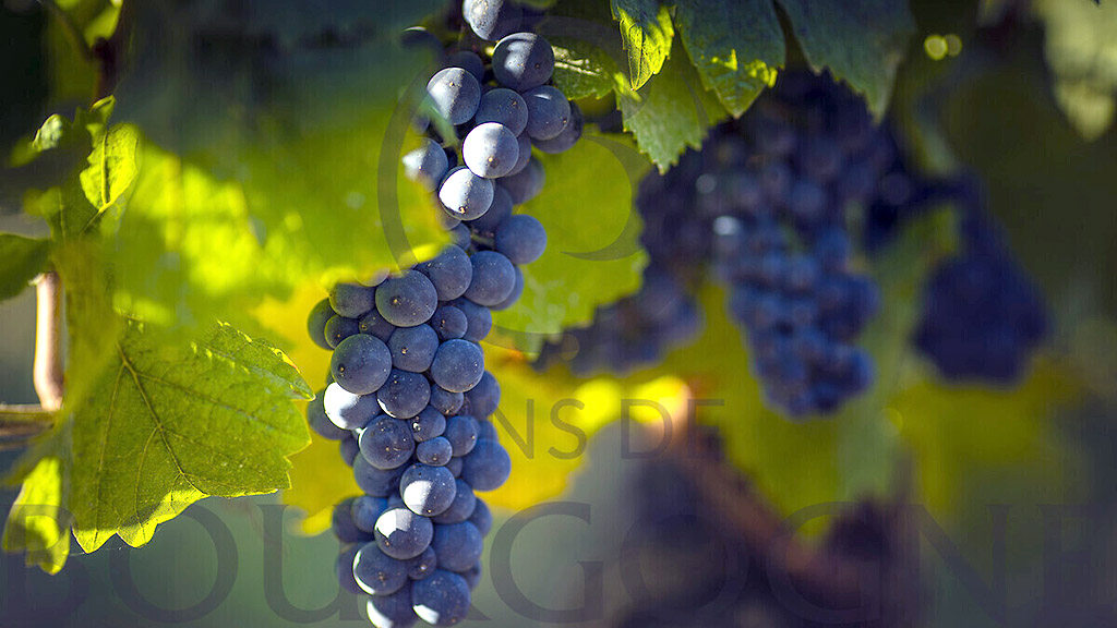 Spirito Italiano 50 sfumature di pinot noir francia