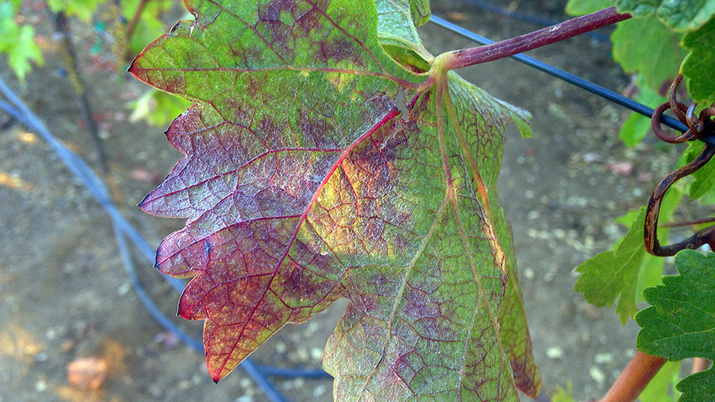 Spirito Italiano virus grbv foglie vite