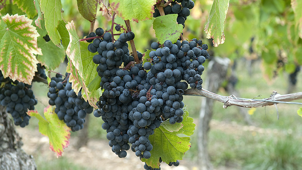 Spirito Italiano vino cahors francia vin Spirito Italiano vino cahors francia vin