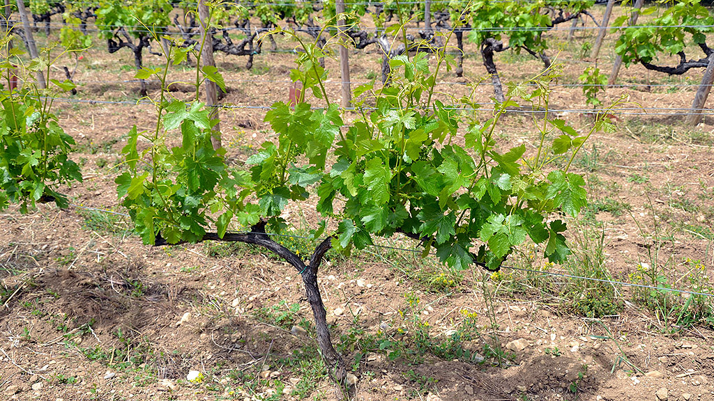 Spirito Italiano vino marselan languedoc incrocio
