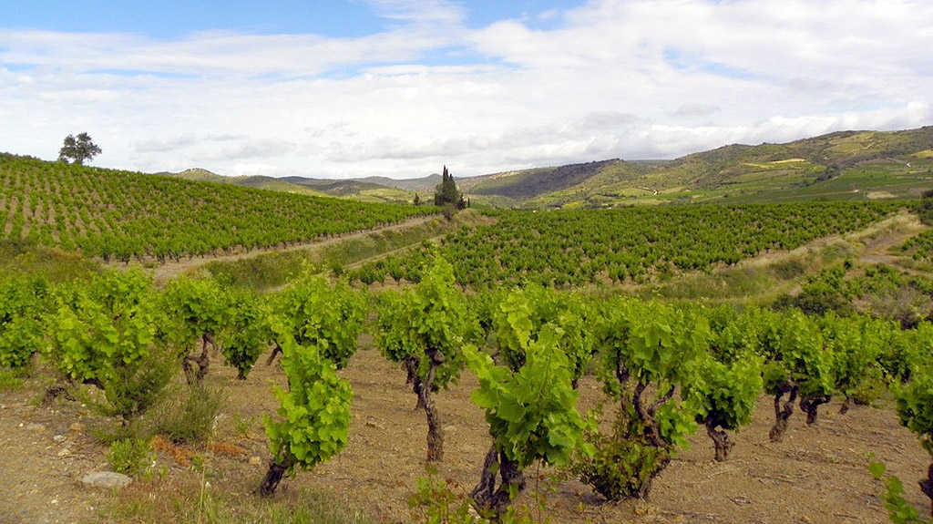 Spirito Italiano vino marselan languedoc incrocio