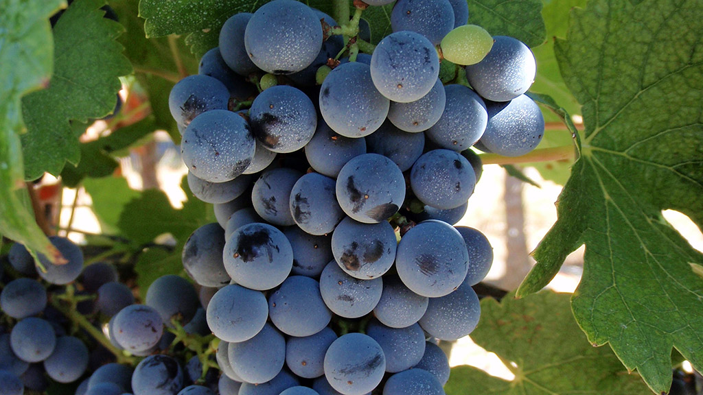 Spirito Italiano vino marselan languedoc incrocio