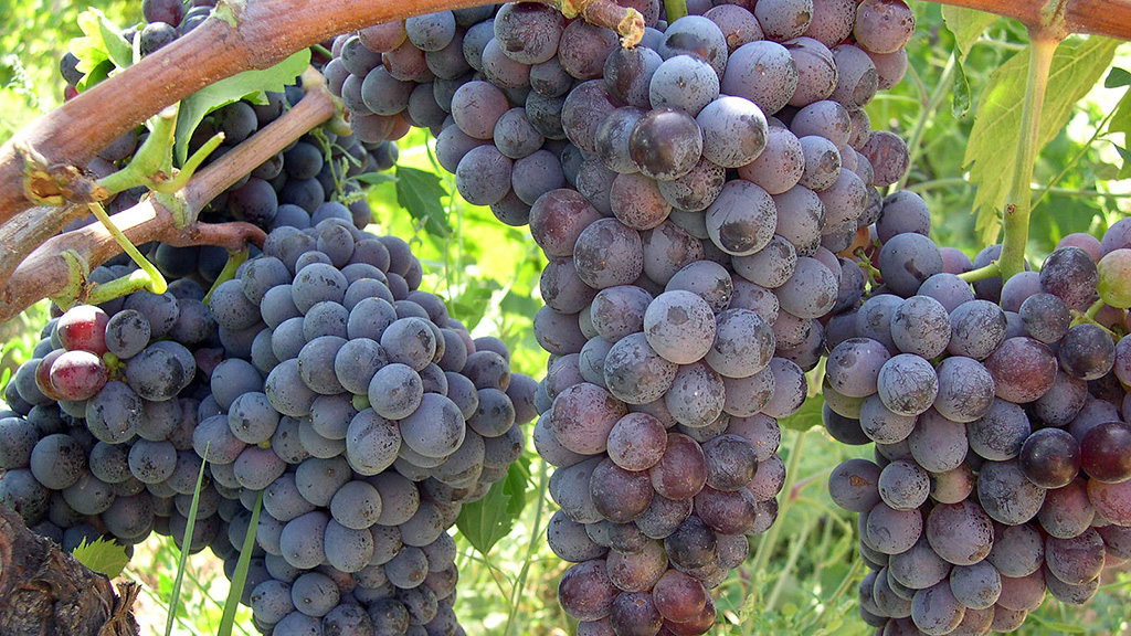 Spirito Italiano Cirò Rosso Classico Superiore Riserva Zito Luisa Tolomei Spirito Italiano Cirò Rosso Classico Superiore Riserva Zito Luisa Tolomei