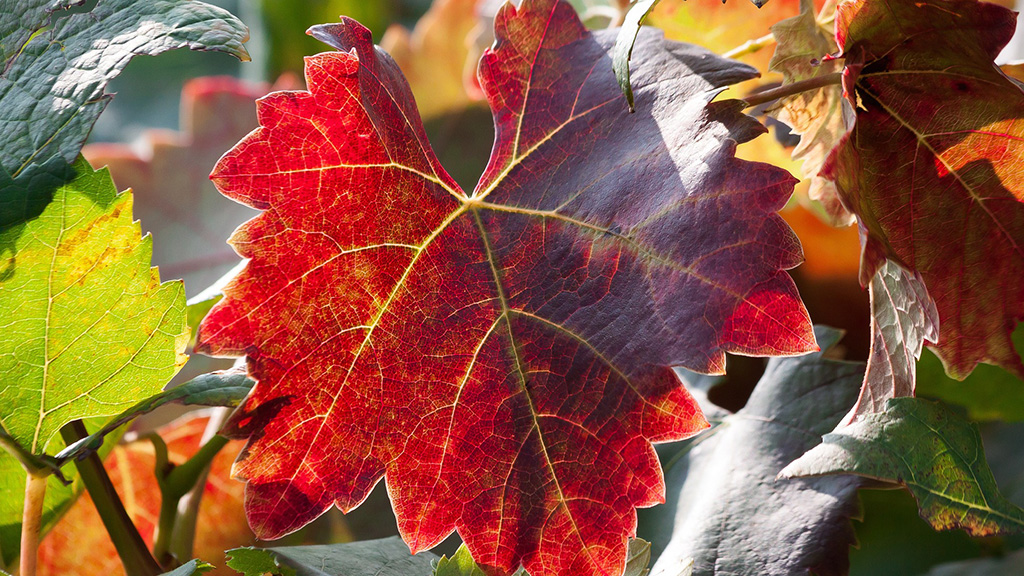 Spirito Italiano uva vino viticoltura inglese