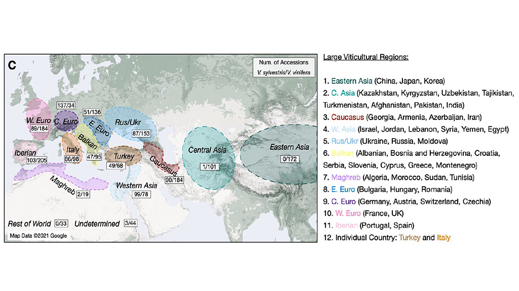 Spirito Italiano vite uva vitigni origine caucaso asia