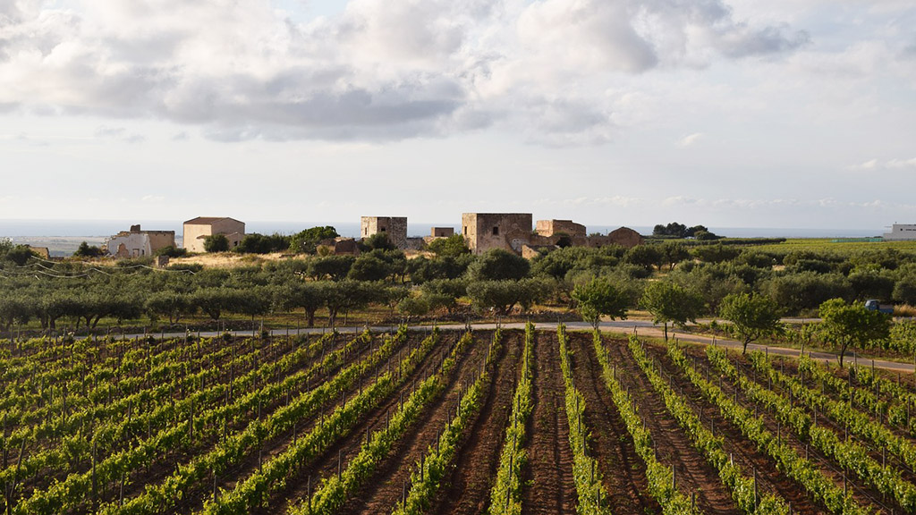 Spirito Italiano vendemmia,previsioni,vino Spirito Italiano vendemmia,previsioni,vino