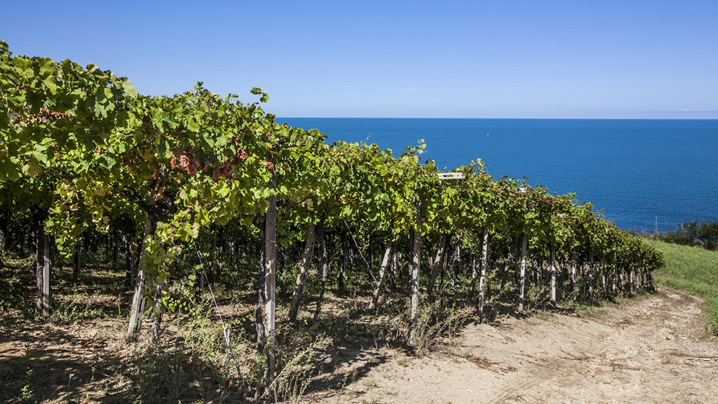 Spirito Italiano Words of Wine Parole di vino abruzzo