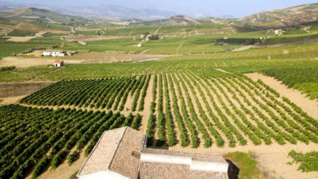 Spirito Italiano brugnano vino sicilia Spirito Italiano brugnano vino sicilia