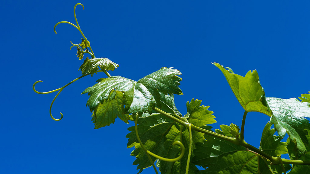 Spirito Italiano stati generali,vino