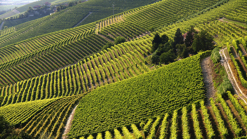 Spirito Italiano Intelligenza artificiale nella gestione delle vigne chatgpt Spirito Italiano Intelligenza artificiale nella gestione delle vigne chatgpt