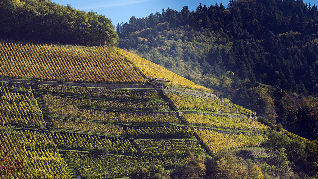 Spirito Italiano vino germania estate Spirito Italiano vino germania estate