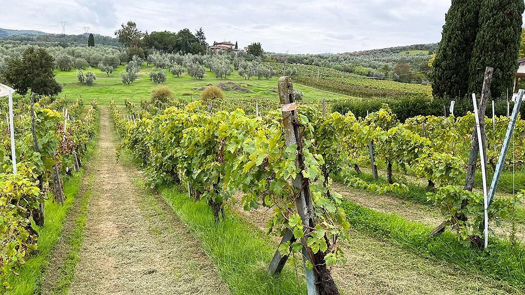 Spirito Italiano brugnano vino sicilia Spirito Italiano brugnano vino sicilia
