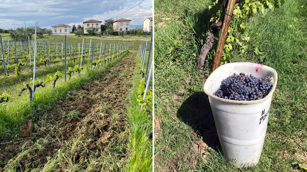 Spirito Italiano brugnano vino sicilia Spirito Italiano brugnano vino sicilia