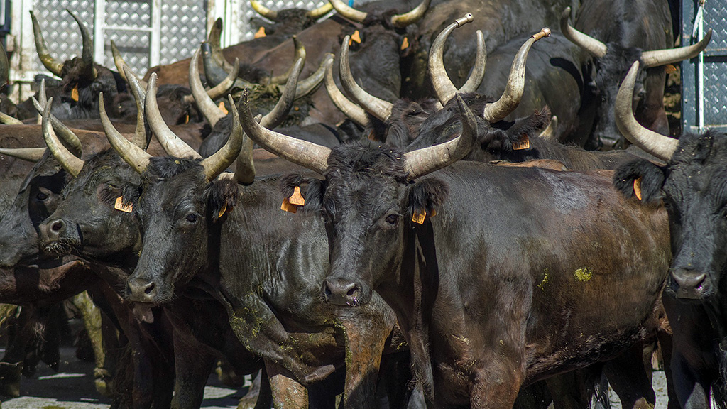 Spirito Italiano vino camargue vins sable Spirito Italiano vino camargue vins sable