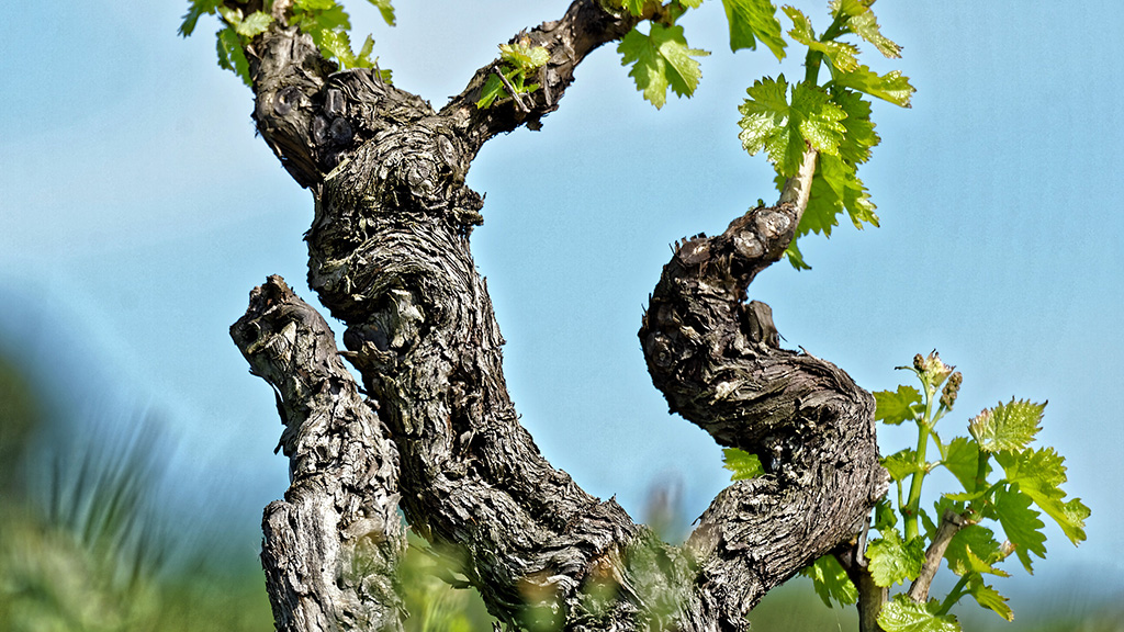 Spirito Italiano vino camargue vins sable Spirito Italiano vino camargue vins sable