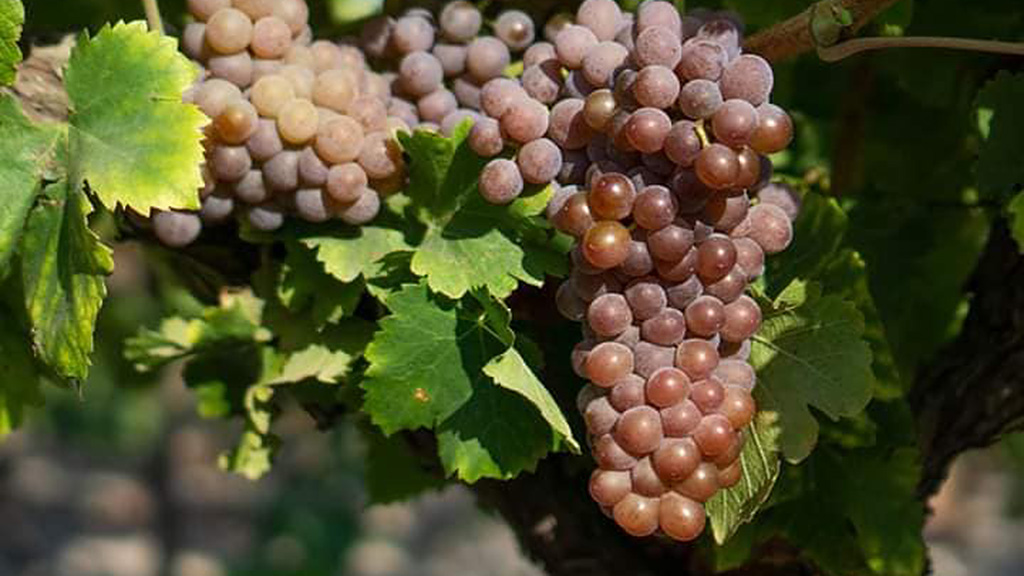 Spirito Italiano vino camargue vins sable Spirito Italiano vino camargue vins sable