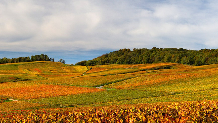 Spirito Italiano 50 sfumature di pinot noir francia