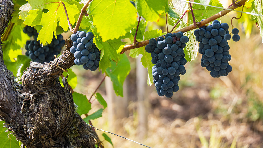Spirito Italiano 50 sfumature di pinot noir francia
