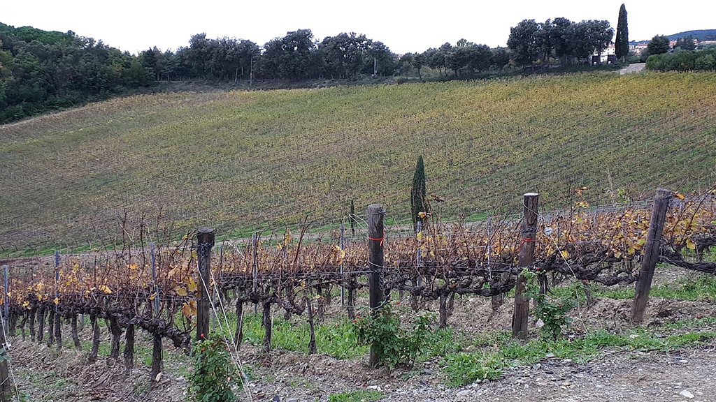 Spirito Italiano caiarossa biodinamica Spirito Italiano caiarossa biodinamica