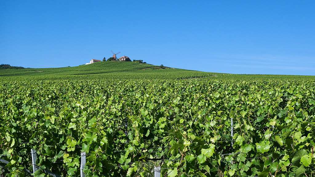 Spirito Italiano 50 sfumature di pinot noir francia