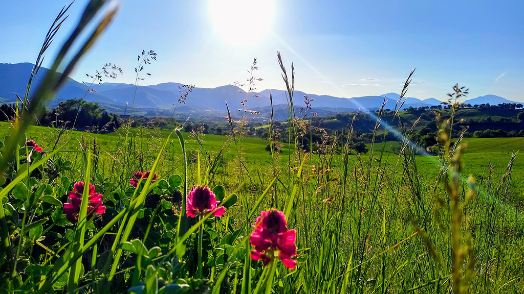 Spirito Italiano enotreno marche verdicchio spirito italiano