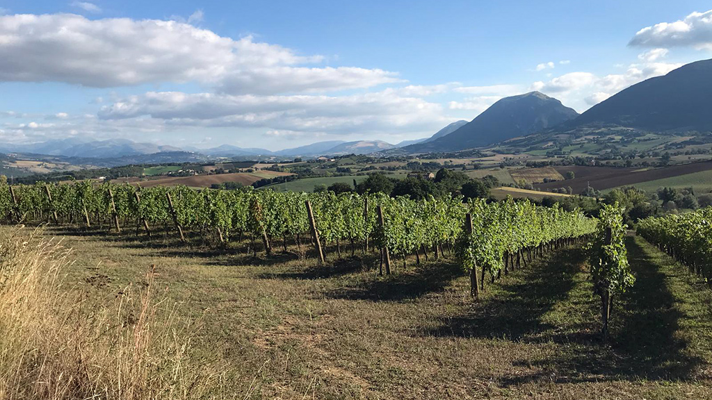 Spirito Italiano enotreno marche verdicchio spirito italiano