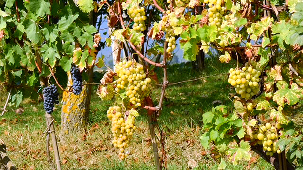 Spirito Italiano enotreno marche verdicchio spirito italiano