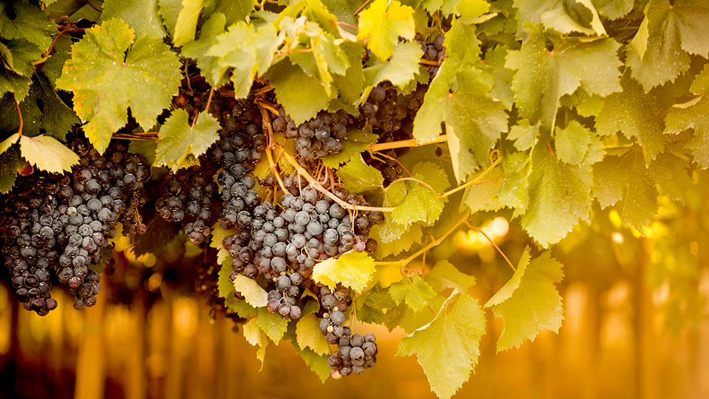 Spirito Italiano montepulciano cordisco abruzzo toscana Spirito Italiano montepulciano cordisco abruzzo toscana