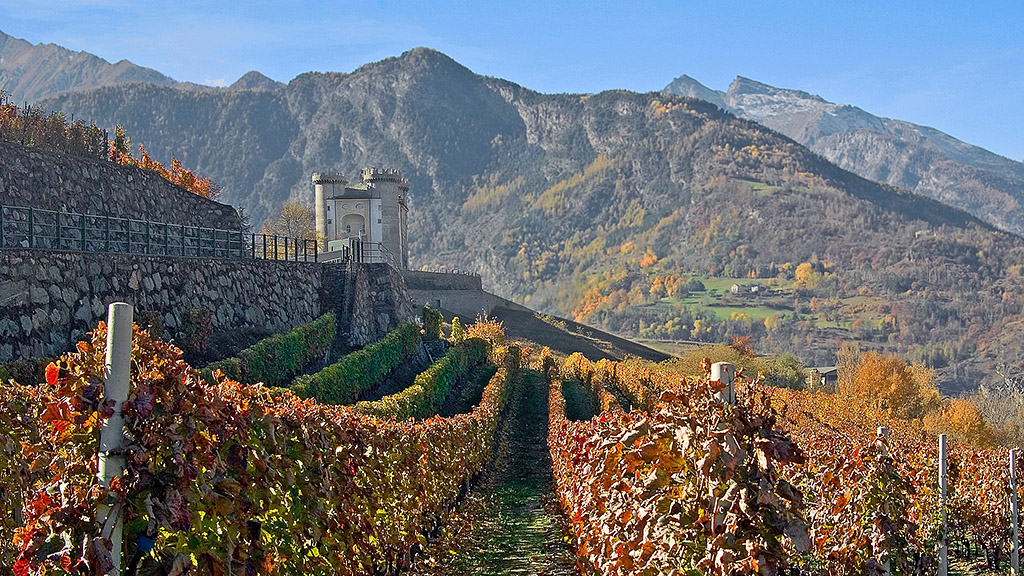 Spirito Italiano vendemmia,previsioni,vino Spirito Italiano vendemmia,previsioni,vino