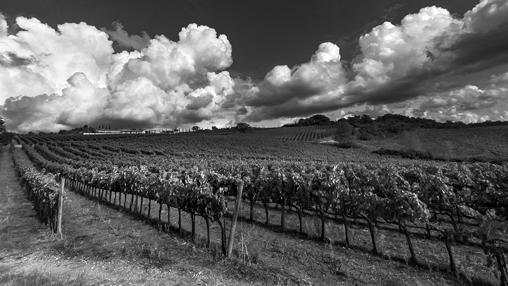 Spirito Italiano roccapesta,morello Spirito Italiano roccapesta,morello