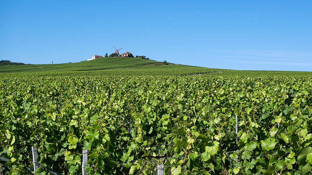 Spirito Italiano vin,liqueur Spirito Italiano vin,liqueur