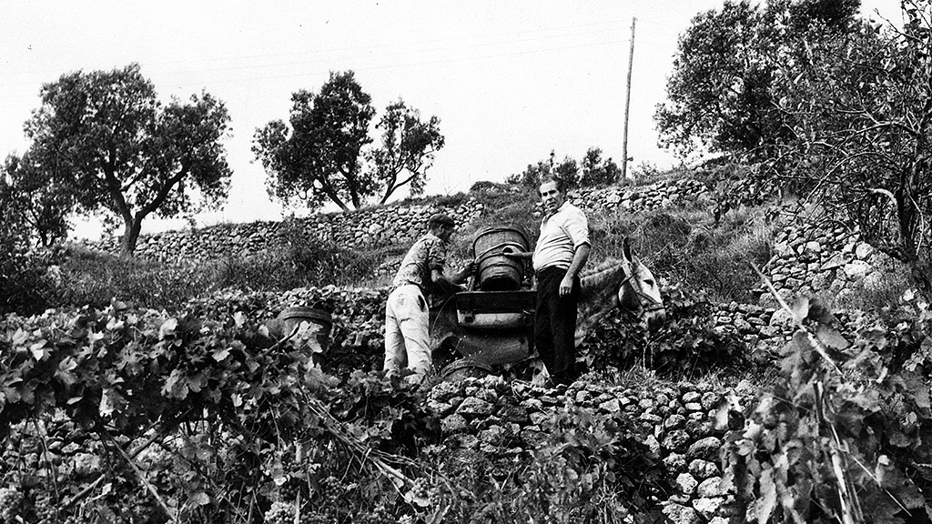 Spirito Italiano ansonica,vitigno