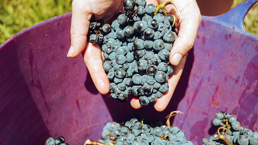 Spirito Italiano vino,uiv,rese Vino, vendemmia - ph. Grape things