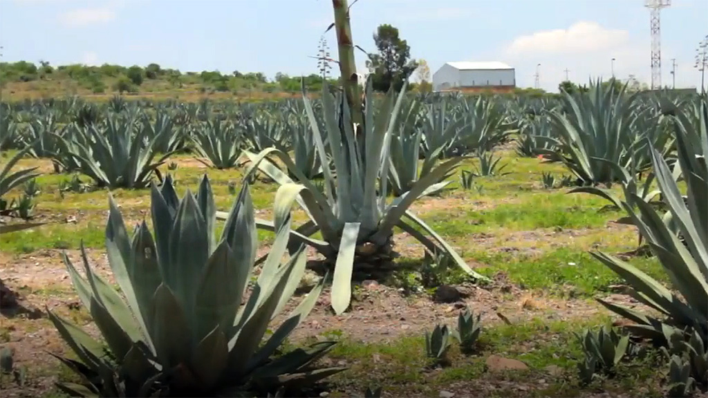 Spirito Italiano agave,mezcal,messico