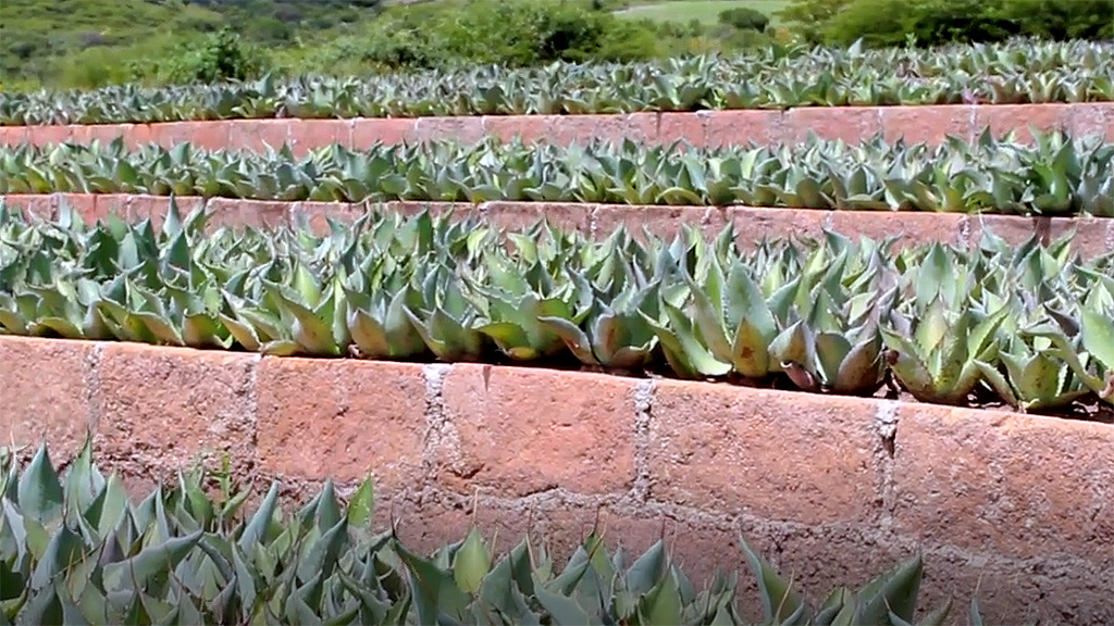 Spirito Italiano agave,mezcal,messico