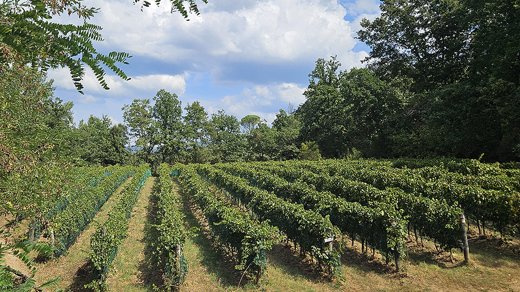Spirito Italiano segalari,mulini,confini del bosco