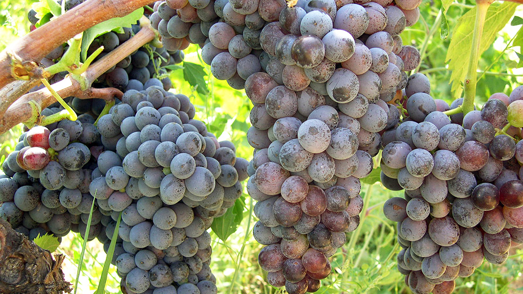 Spirito Italiano calabria,gaglioppo,enotreno